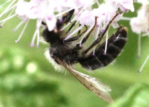 Réf. 333 294 : Andrena sp.